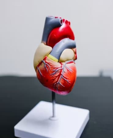 Early Signs Of Heart Disease That You Should Know