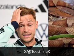 Venomous Snake At German Football Teams Camp At World Cup, Players Concerned