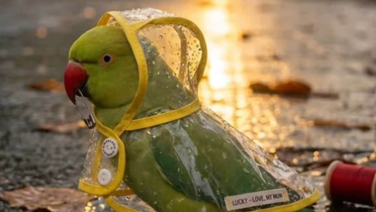 बारिश में भीग न जाए प्यारा तोता, मालिक ने बना दिया मिनी रेनकोट, तस्वीरें देख लोग बोले- यही है सच्चा प्यार