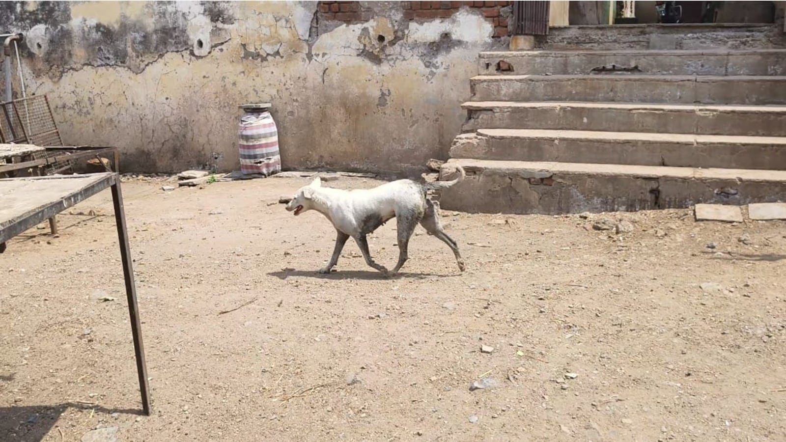 Two-Year-Old Boy Seriously Injured in Stray Dog Attack in North Delhi