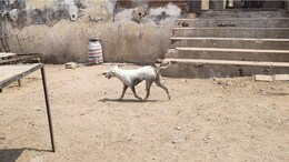 Stray Dog Pounces On 2-Year-Old In Delhi, Knocks Him Down, Bites