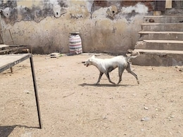 Stray Dog Pounces On 2-Year-Old In Delhi, Knocks Him Down, Bites