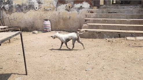 Stray Dog Pounces On 2-Year-Old In Delhi, Knocks Him Down, Bites