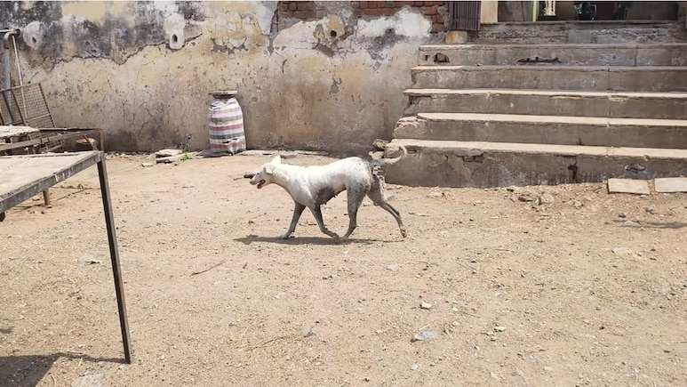 Stray Dog Pounces On 2-Year-Old In Delhi, Knocks Him Down, Bites