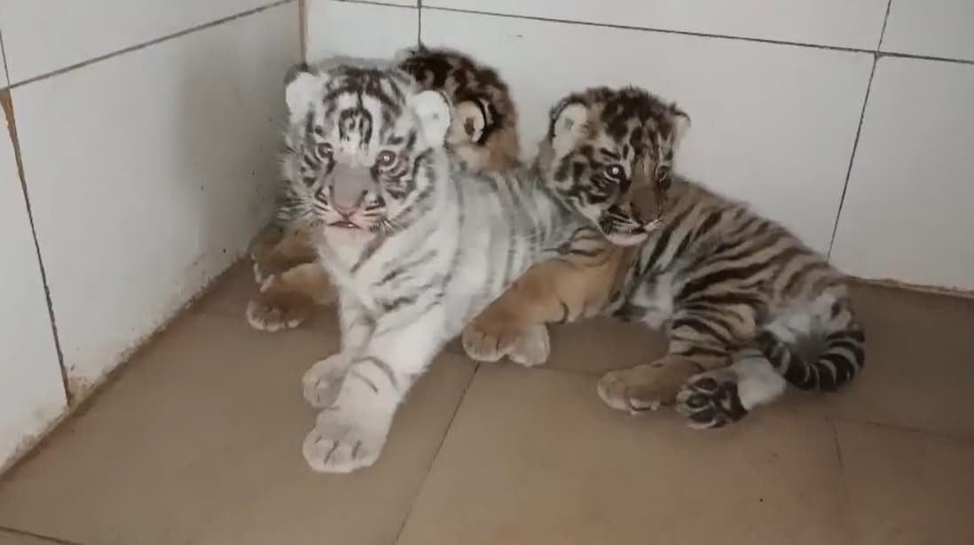 Gwalior Zoo News: शावक आइसोलेशन में 