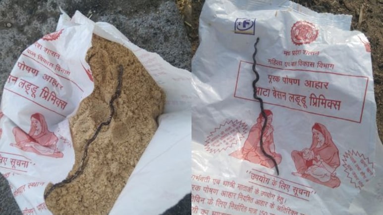 Dead Snake Found In Food Packet Given To Pregnant Woman At Madhya Pradesh Anganwadi Centre