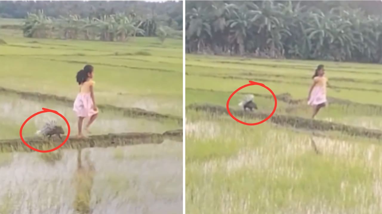 Viral Video: धान के खेतों में साही संग दौड़ती मासूम, लोग बोले- 'असली डिज्नी प्रिंसेस तो यही है'