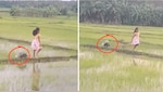 Viral Video: धान के खेतों में साही संग दौड़ती मासूम, लोग बोले- 'असली डिज्नी प्रिंसेस तो यही है'