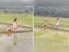 Viral Video: धान के खेतों में साही संग दौड़ती मासूम, लोग बोले- 'असली डिज्नी प्रिंसेस तो यही है'