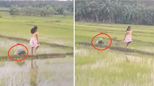 Viral Video: धान के खेतों में साही संग दौड़ती मासूम, लोग बोले- 'असली डिज्नी प्रिंसेस तो यही है'