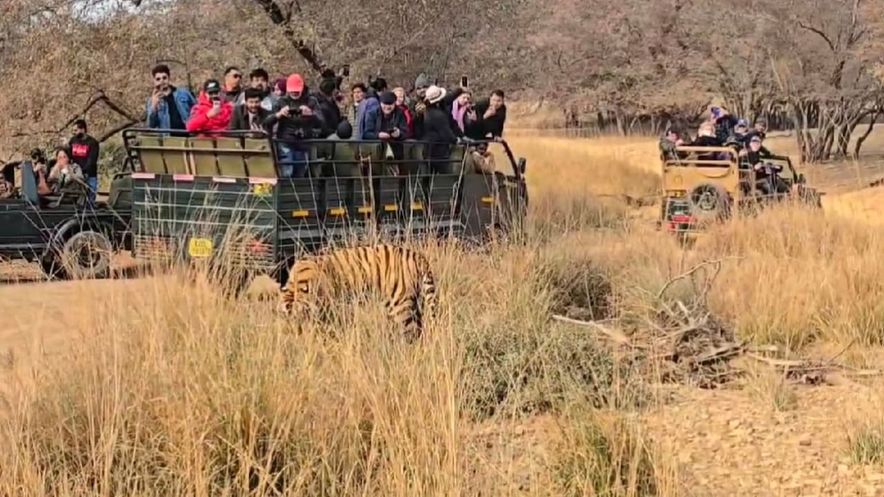 बाघों की मॉनिटरिंग 