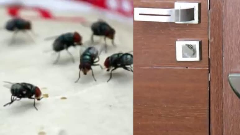 मक्खियां भगाने से लेकर लकड़ी के फर्नीचर चमकाने तक, बची हुई चाय पत्ती को फेंके नहीं ऐसे करें इस्तेमाल