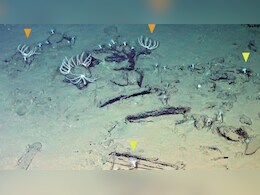 53 लाख सालों से व्हेल मरने के लिए हिंद महासागर की इस जगह पर क्यों आ रही हैं?