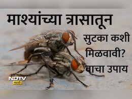 Left Over Tea Powder Hacks: पावसाळ्यात घरात माश्यांचा त्रास वाढलाय? महागडी औषधं सोडा, किचनमधील 'हा' सोपा उपाय करा
