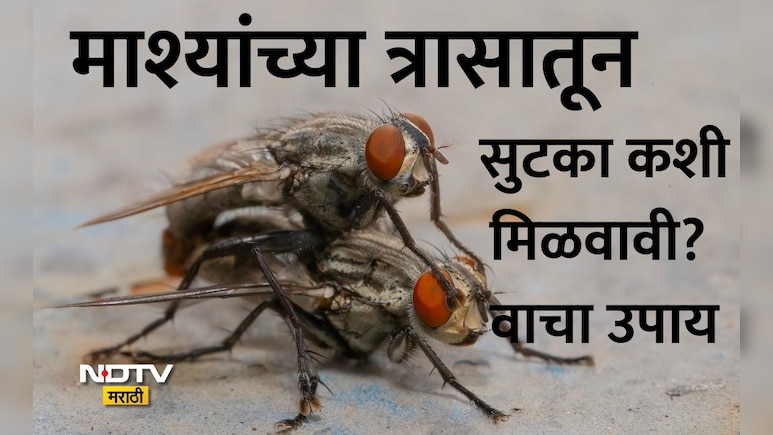 Left Over Tea Powder Hacks: पावसाळ्यात घरात माश्यांचा त्रास वाढलाय? महागडी औषधं सोडा, किचनमधील 'हा' सोपा उपाय