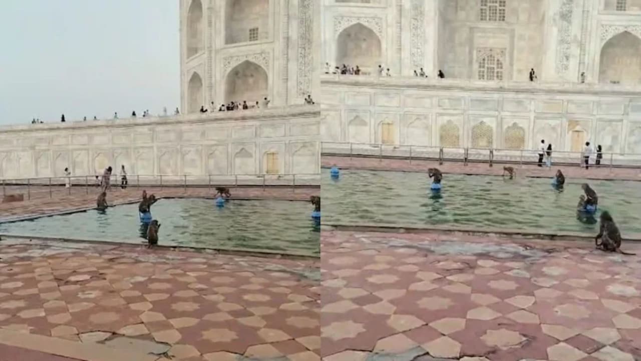 Viral Video: ताजमहल के फाउंटेन में बंदरों ने ली मौज, मस्ती में उछलते-कूदते आए नजर, वीडियो हो गया वायरल