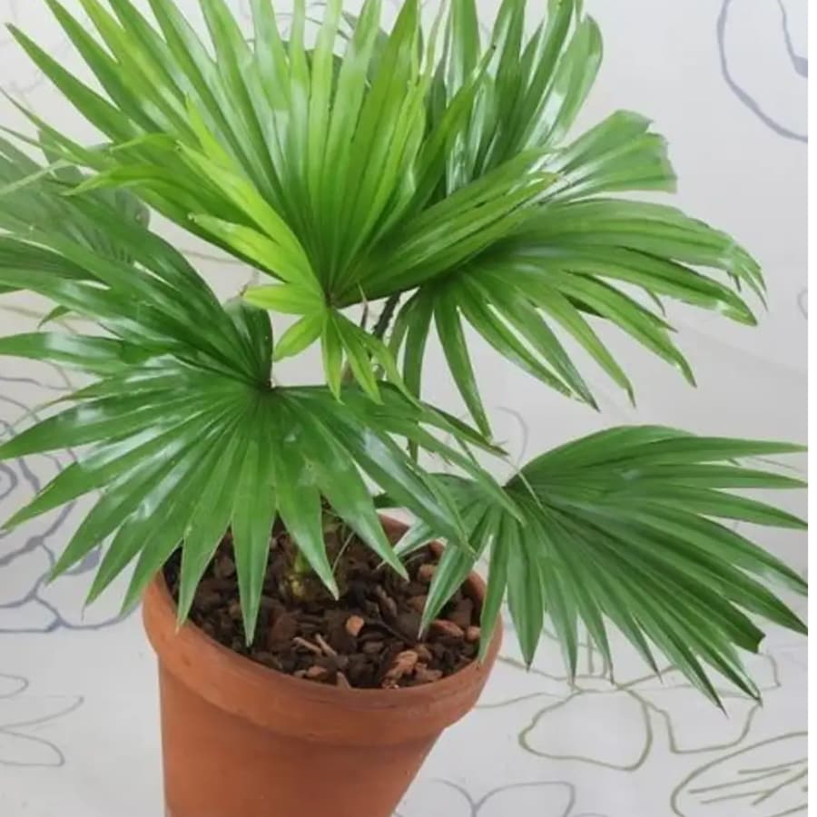 Click here to buy: Foliage Chinese Evergreen Plant