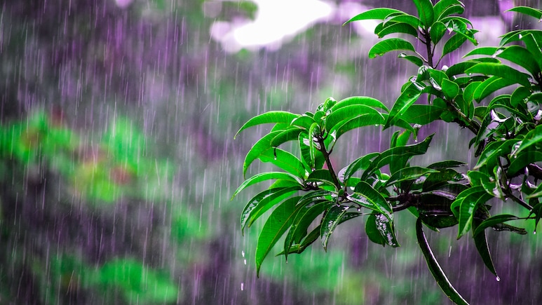 Mumbai Rains: Will It Rain All Day? Here's Latest Forecast