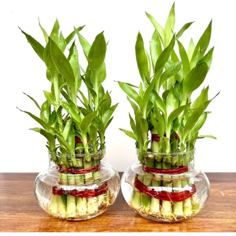 Click here to buy:  AGRAWBIC Two Layer Bamboo Plant