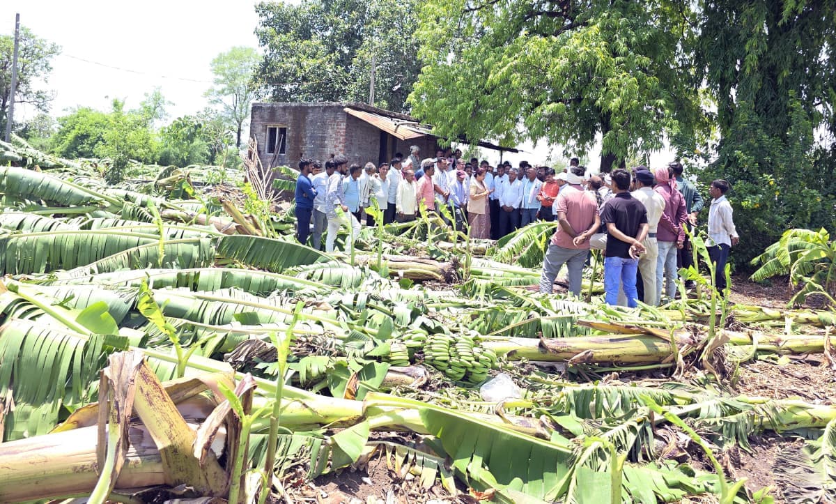 Burhanpur Banana Crop Loss: केले की फसल को नुकसान Burhanpur Banana Crop Loss: केले की फसल को नुकसान