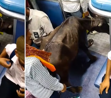 इनके पास टिकट है...ट्रेन में सफर करता दिखा भैंस का बच्चा, वायरल वीडियो देख हैरान रह गए लोग