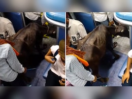 इनके पास टिकट है...ट्रेन में सफर करता दिखा भैंस का बच्चा, वायरल वीडियो देख हैरान रह गए लोग
