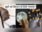 चूहों को किचन से भगाने का देसी तरीका, आटे में मिलाकर रख दें यह एक चीज, दुम दबाकर भागेंगे Rats