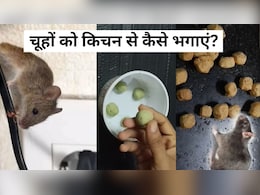 चूहों को किचन से बिना मारे कैसे भगाएं? आटे में मिलाकर रख दें यह एक चीज, दुम दबाकर भागेंगे Rats