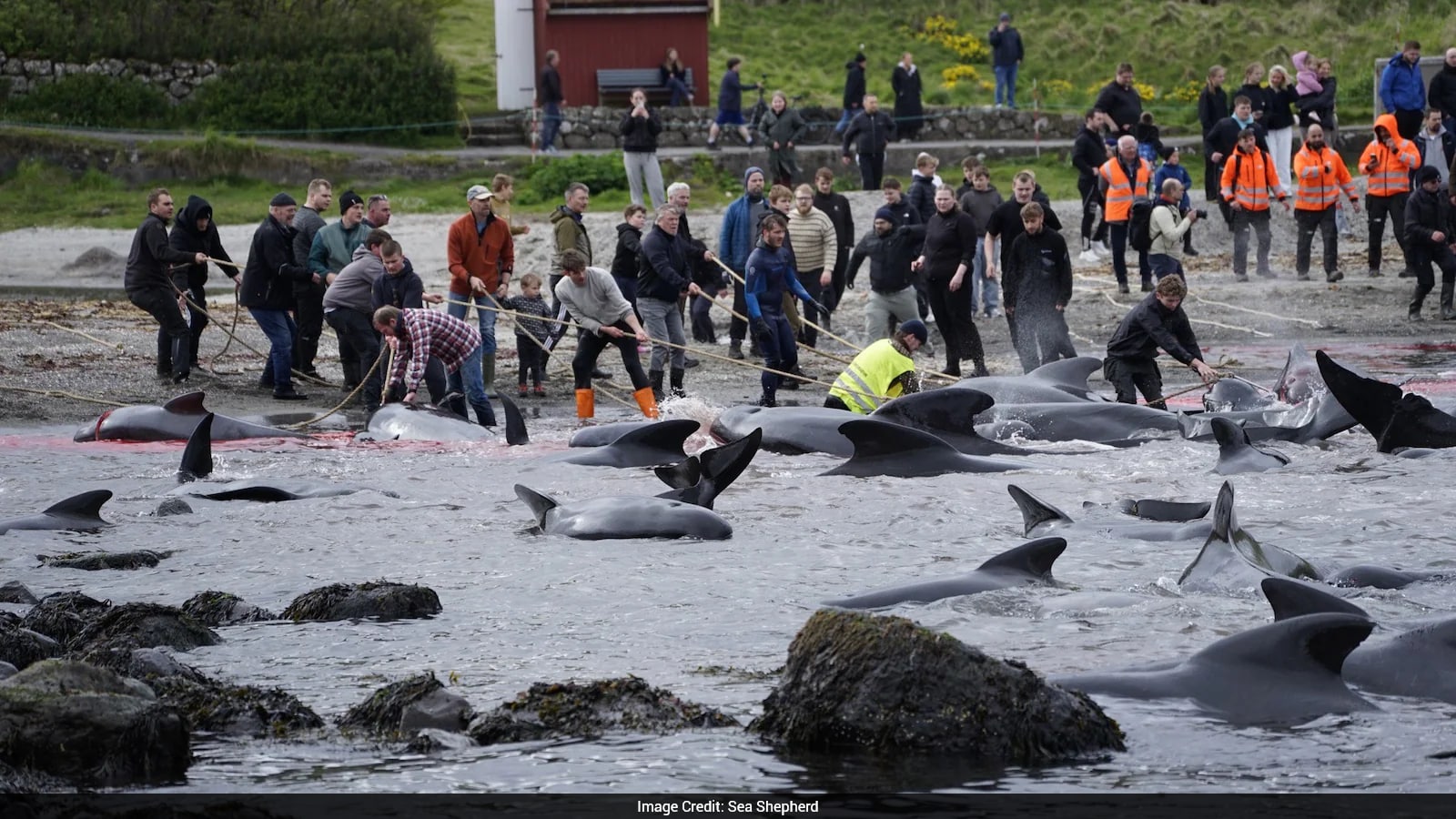 Over 700 Whales, Dolphins Massacred In Barbaric Viking-Era Grind On Faroe Islands