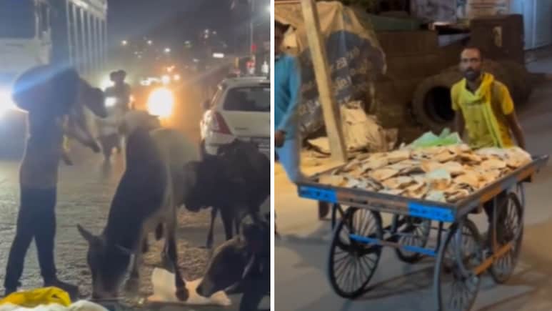 कोई गाय भूखी न सोए... इस शख्स का रोज का काम जीत रहा लोगों का दिल, वीडियो वायरल