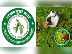 देश में पहली बार एक ही जगह के मटर और सिंघाड़े को मिला GI टैग; जबलपुर ने रचा इतिहास, किसानों को मिलेगा फायदा