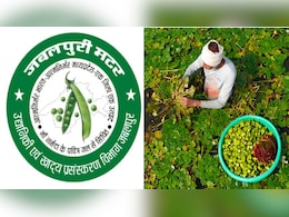 देश में पहली बार एक ही जगह के मटर और सिंघाड़े को मिला GI टैग; जबलपुर ने रचा इतिहास, किसानों को मिलेगा फायदा
