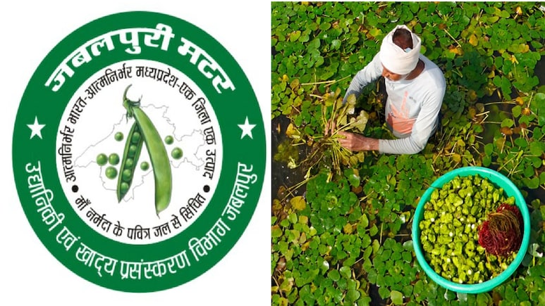 देश में पहली बार एक ही जगह के मटर और सिंघाड़े को मिला GI टैग; जबलपुर ने रचा इतिहास, किसानों को मिलेगा फायदा