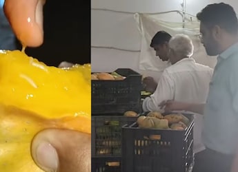 Video: Rotten, Worm-Infested Mangoes Found In Juice Factory In Gujarat, Seized By Food Authority