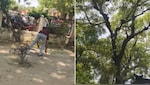पेड़ से होने लगी पैसों की बारिश, बंदर ने उड़ाए 2 लाख रुपये, उत्तर प्रदेश का वीडियो वायरल