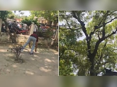पेड़ से होने लगी पैसों की बारिश, बंदर ने उड़ाए 2 लाख रुपये, उत्तर प्रदेश का वीडियो वायरल