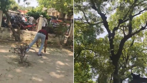 पेड़ से होने लगी पैसों की बारिश, बंदर ने उड़ाए 2 लाख रुपये, उत्तर प्रदेश का वीडियो वायरल