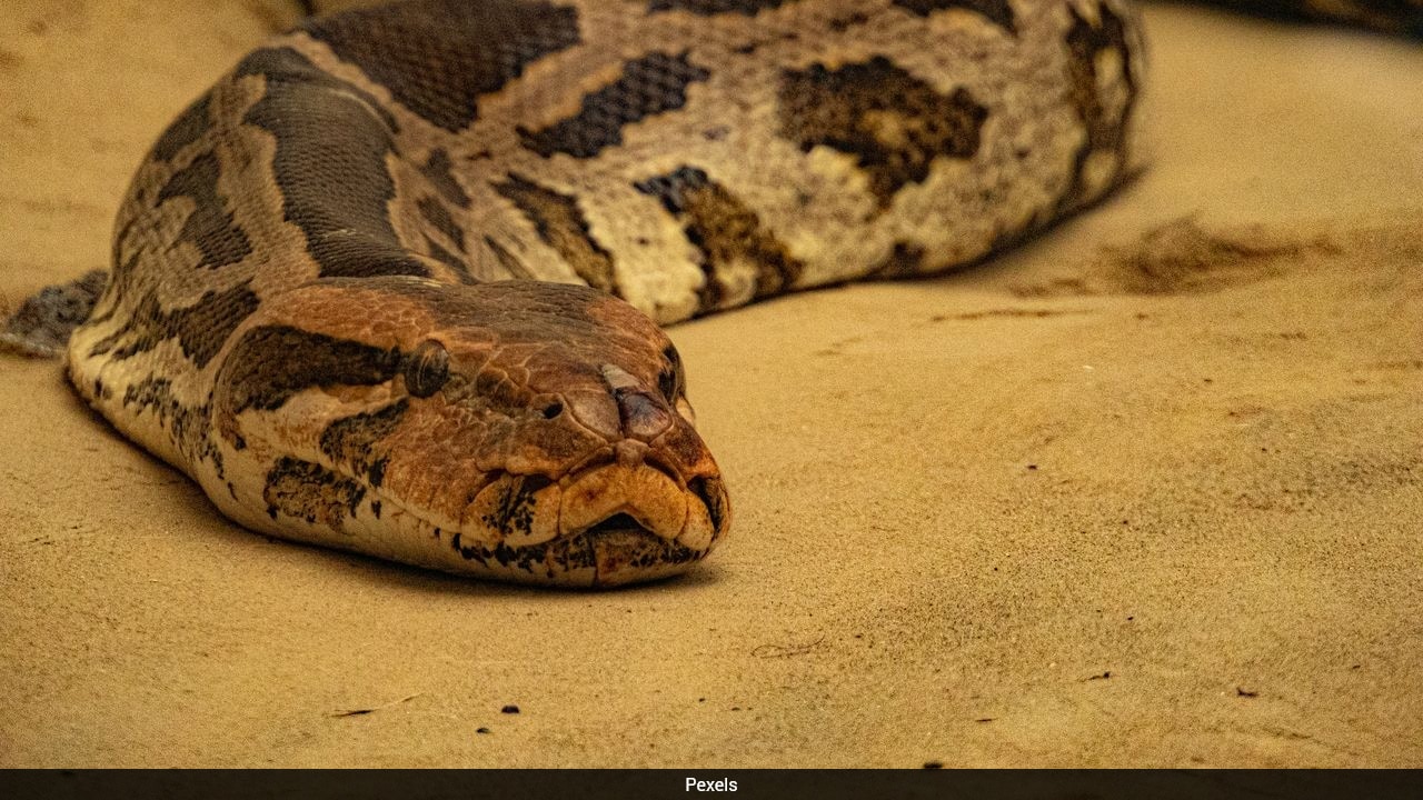 Chinese Man Caught Breeding 300 Pythons In Flat After Power Bill Shock