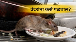 Kitchen Tips:  उंदरांना न मारता घरातून पळवण्याचा सिंपल उपाय! पिठामध्ये 'हे' मिसळा, पुन्हा कधीच दिसणार नाहीत
