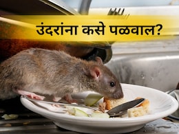 Kitchen Tips:  उंदरांना न मारता घरातून पळवण्याचा सिंपल उपाय! पिठामध्ये 'हे' मिसळा, पुन्हा कधीच दिसणार नाहीत