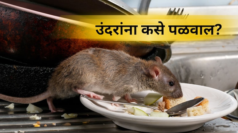 Kitchen Tips:  उंदरांना न मारता घरातून पळवण्याचा सिंपल उपाय! पिठामध्ये 'हे' मिसळा, पुन्हा कधीच दिसणार नाहीत