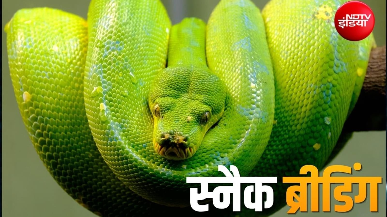 फ्लैट में रह रहे शख्स ने पाल रखे थे 300 से ज्यादा अजगर, भारी-भरकम बिजली बिल ने खोली पोल