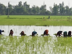 Opinion: El Nino Is Set To Further Disrupt India's $300 Billion Farm Economy