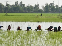 Opinion: El Nino Is Set To Further Disrupt India's $300 Billion Farm Economy