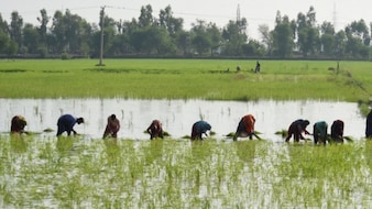 El Nino Is Set To Further Disrupt India's $300 Billion Farm Economy