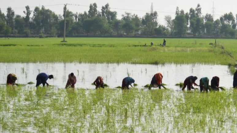Opinion: El Nino Is Set To Further Disrupt India's $300 Billion Farm Economy