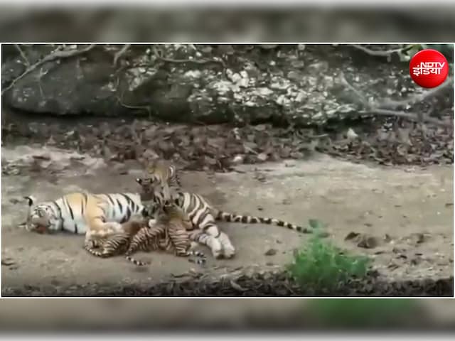 रणथंभौर टाइगर रिजर्व में 3 शावकों पर मां का प्यार लुटाती नजर आई बाघिन T-124