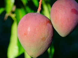 What Are 'Baramasi Mangoes' That You Can Grow At Home?