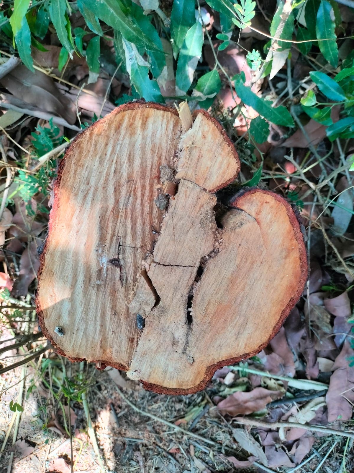Sandalwood Theft: चंदन की चोरी Sandalwood Theft: चंदन की चोरी