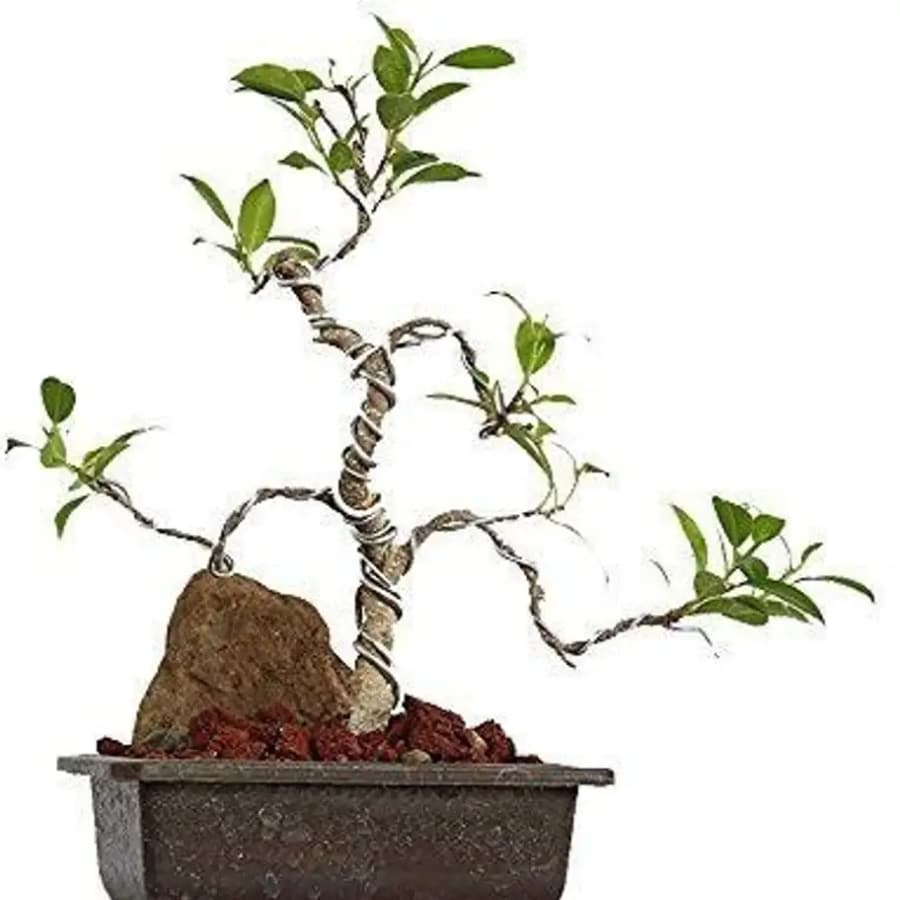 Click here to buy: KUMUBON Ficus Bonsai Plant (Hybrid, Pack of 1)